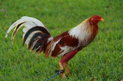 Cuban Gamefowl. Roosters for sale  show your gamefowl. 